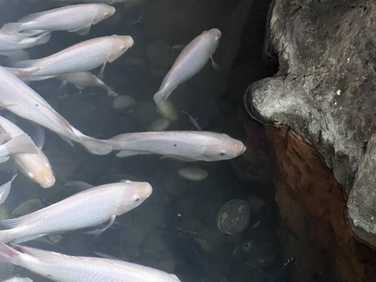 新加坡香格里拉大酒店（Staycation Approved）優惠