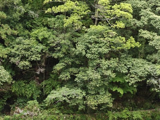 奥三河・湯谷温泉　はづ別館 クーポン
