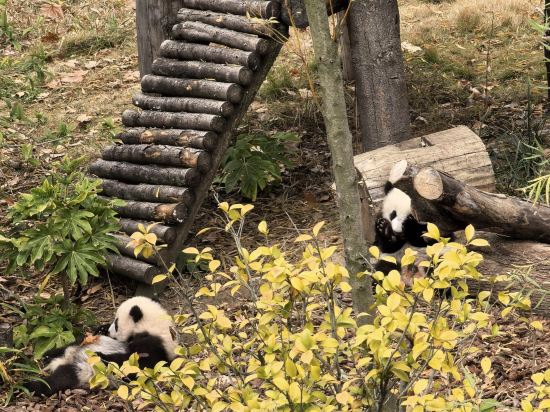 成都索菲斯錦苑賓館優惠