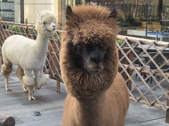 北京遠航國際酒店（首都機場新國展店）優惠