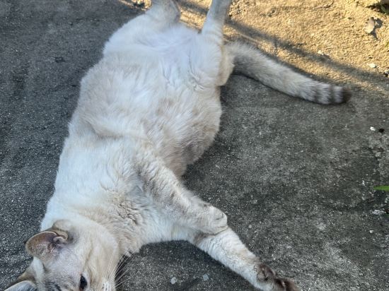 湯布院町燈之宿酒店優惠