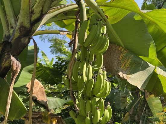 利寶西卡朗蘇黎快捷酒店優惠