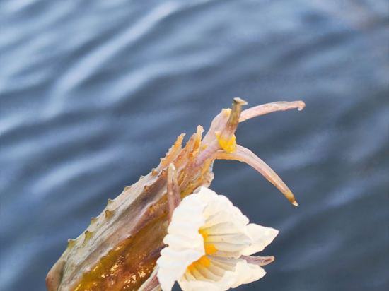 瀘沽湖晏坐湖景清奢民宿（大落水村店）優惠