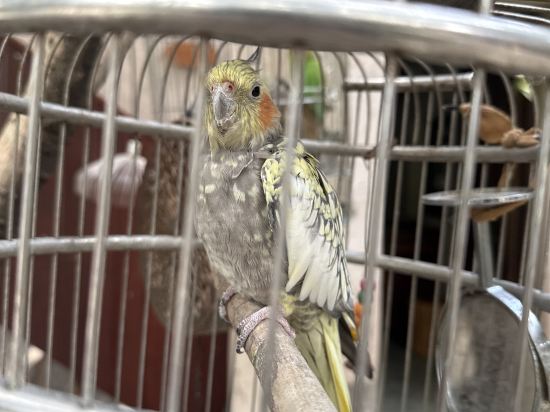 上海朱家角雅韻居客棧優惠