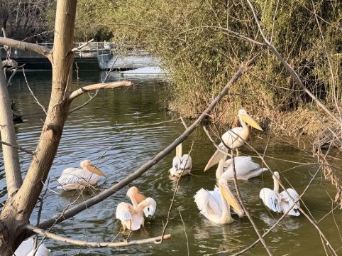南京紫清湖温泉度假酒店優惠