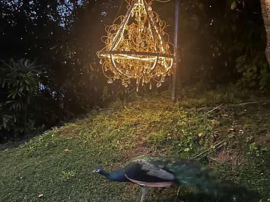 新加坡聖淘沙索菲特度假村及水療中心 （Staycation Approved）優惠