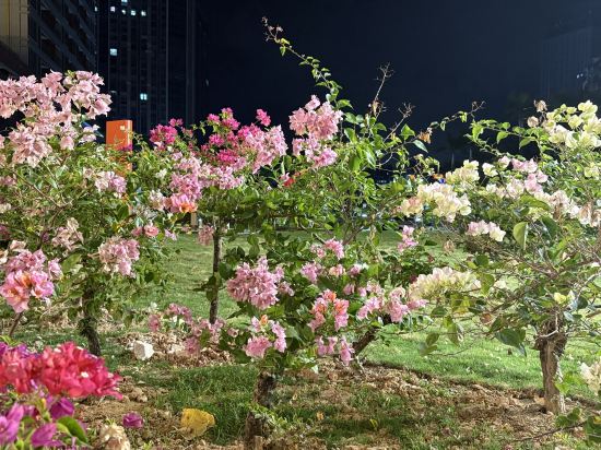 湛江明粵公寓優惠