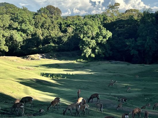 奈良AB酒店優惠