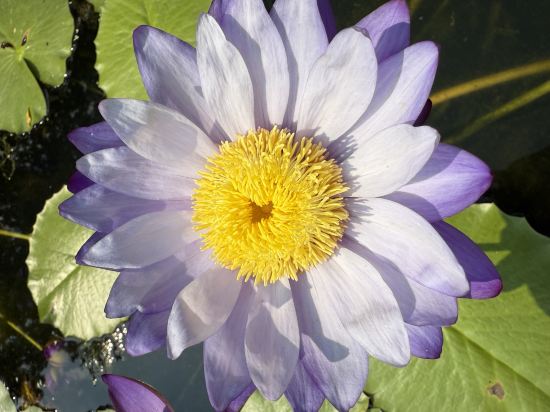 台山康橋温泉度假村優惠