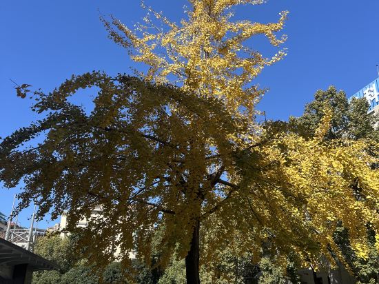 麗楓酒店（郴州五嶺廣場店）優惠