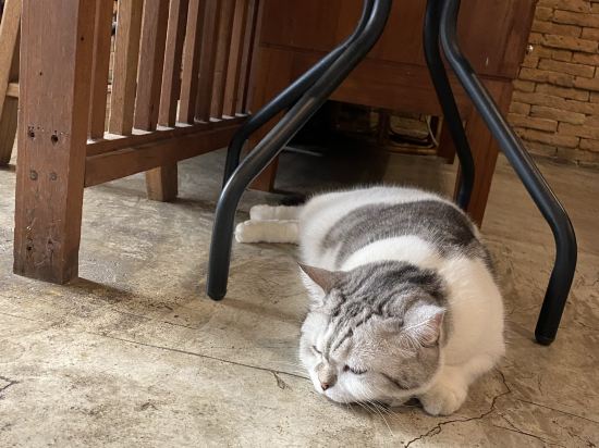 清邁蘇尼塔旅館優惠