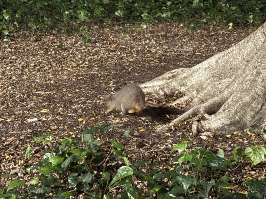 悉尼富麗敦酒店優惠