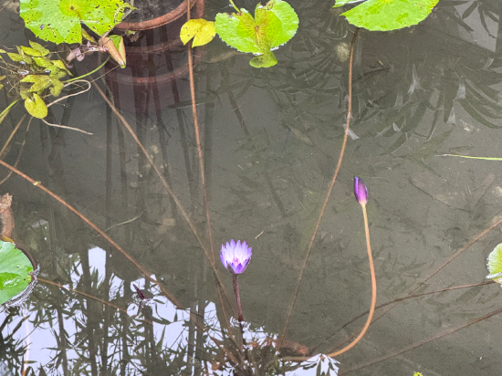 成都青羊宮花間府·三生邸院優惠
