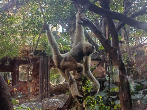 佛山順德長鹿度假村優惠