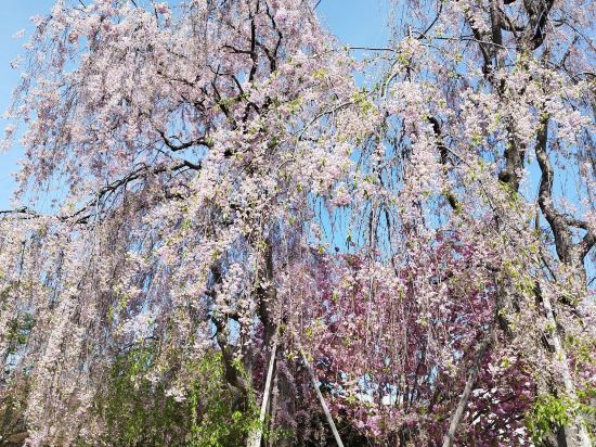 ホテルラフィナート札幌 クーポン