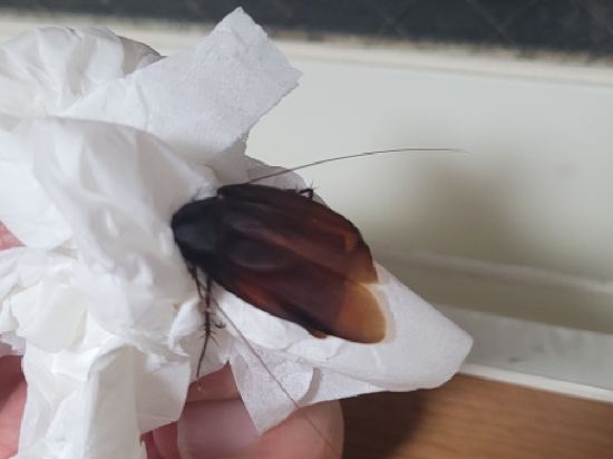 浅草千草町の宿 クーポン