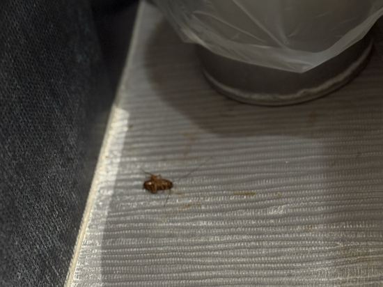 台中雙星大飯店優惠