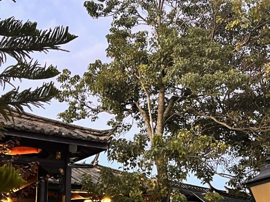 多弗度假飯店（麗江古城南門店）優惠