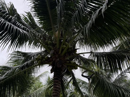 愛雅拉宮殿飯店優惠