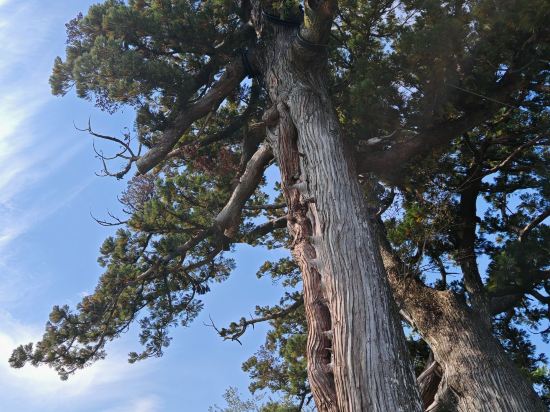 入鹿温泉ホテル瀞流荘 クーポン