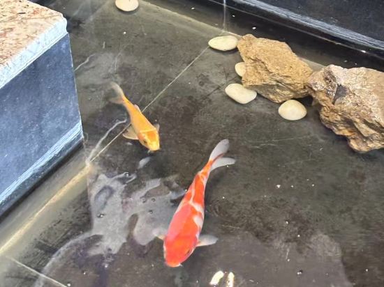 上海虹橋漕河涇美居飯店優惠