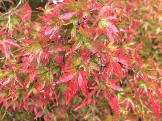 加賀寶泉御宿野乃金澤天然溫泉飯店優惠