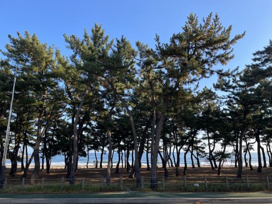 Gangneung Gyeongpodae La Mer Hotel 쿠폰