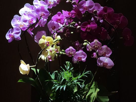 深圳華僑城藍汐精品酒店優惠