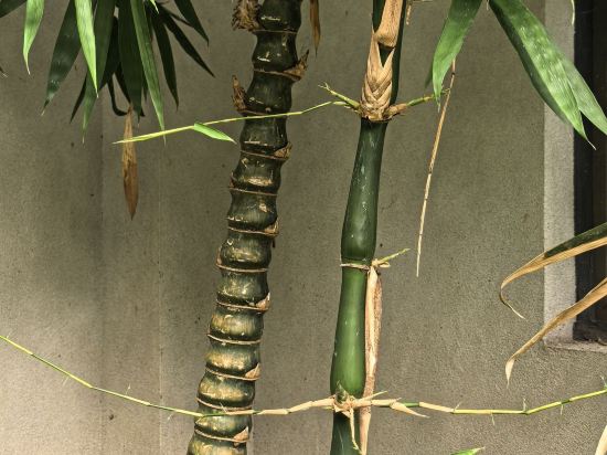 邛崍竹上花楸民宿優惠