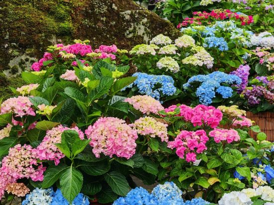 箱根湯本温泉 天成園 クーポン