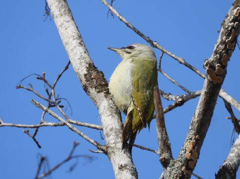 休暇村 支笏湖 クーポン