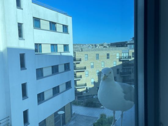 布萊頓朱瑞斯旅館優惠