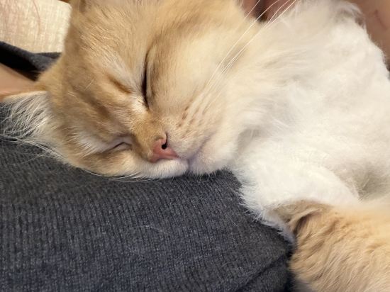 澳門盛世酒店優惠