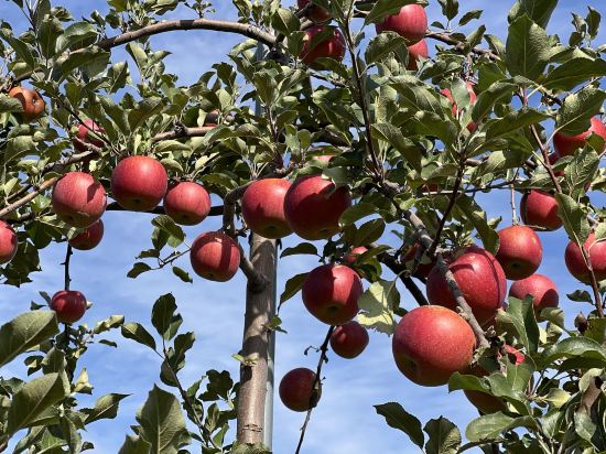 Dormy Inn飯店-弘前天然溫泉優惠