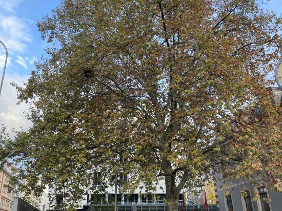 日內瓦旅舍優惠