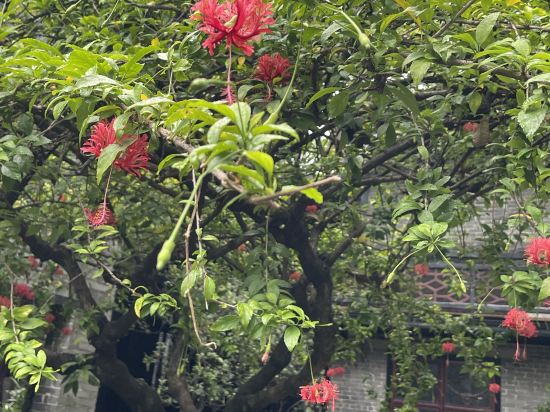 麗楓酒店（佛山順德大良清暉園步行街店）優惠