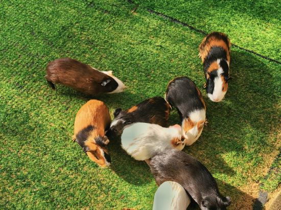 三亞海棠灣喜來登度假酒店優惠