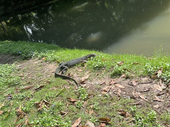 隆披尼公園品尼高飯店優惠
