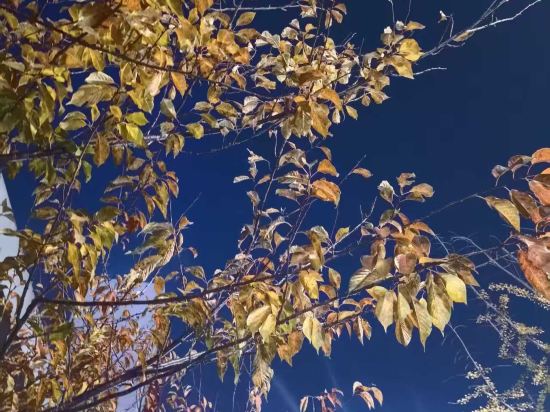 蘇州香格里拉大酒店優惠