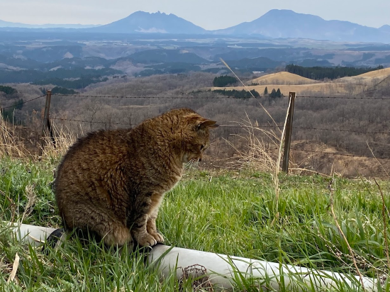 久住高原小屋飯店優惠