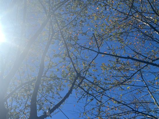 宜蘭大同明池山莊（明池森林遊樂區）優惠