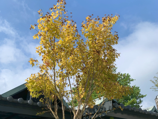 南投清境茲心園渡假山莊優惠