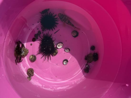 伊豆稲取温泉 石花海 クーポン