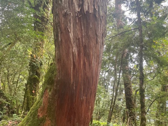 宜蘭大同明池山莊（明池森林遊樂區）優惠