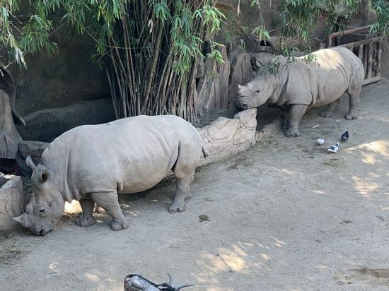 佛山順德長鹿度假村優惠