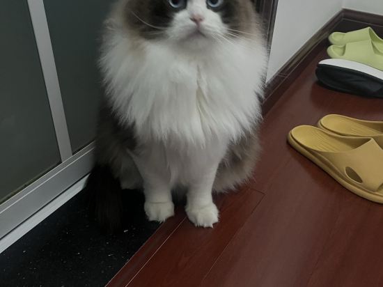 上海虹橋西郊莊園麗笙大飯店優惠