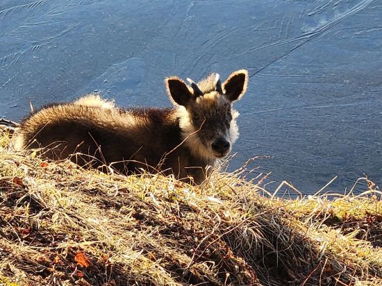 榛名湖温泉ゆうすげ クーポン
