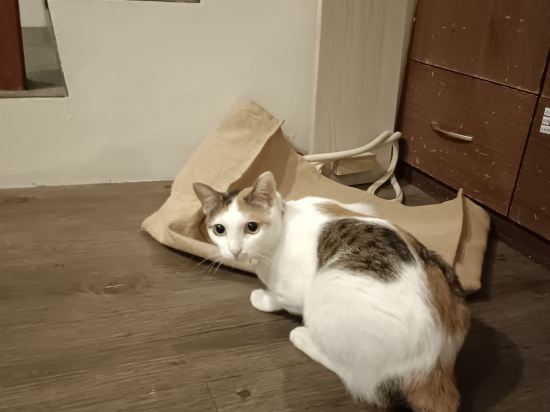 花蓮小羊房旅棧優惠