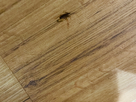 瓜拉丁加奴阿雷納精品酒店優惠