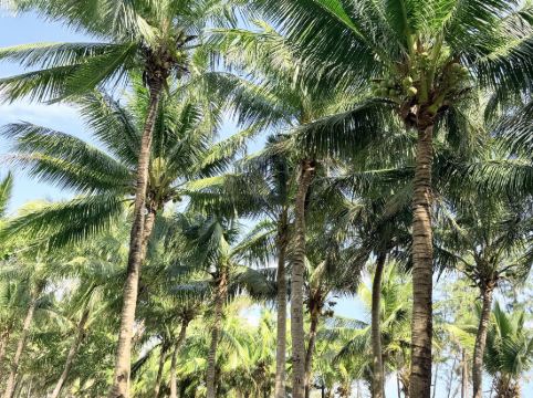 三亞艾迪遜酒店優惠